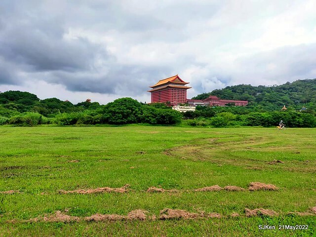 「大佳河濱公園花海」  (Cosmos, African Marigold, sunflower and Pennisetum alopecuroidesat Dajia Riverside Park), Taipei, Taiwan, May 21, 2022.