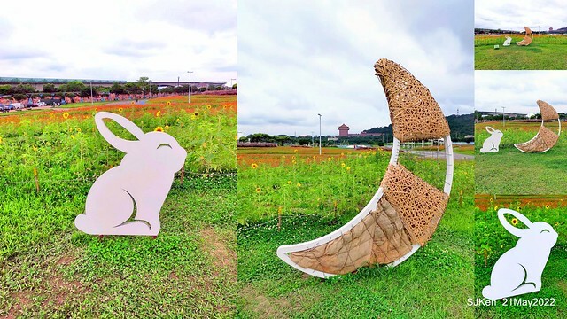 「大佳河濱公園花海」  (Cosmos, African Marigold, sunflower and Pennisetum alopecuroidesat Dajia Riverside Park), Taipei, Taiwan, May 21, 2022.