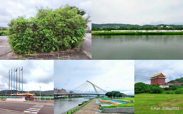 「大佳河濱公園花海」  (Cosmos, African Marigold, sunflower and Pennisetum alopecuroidesat Dajia Riverside Park), Taipei, Taiwan, May 21, 2022.