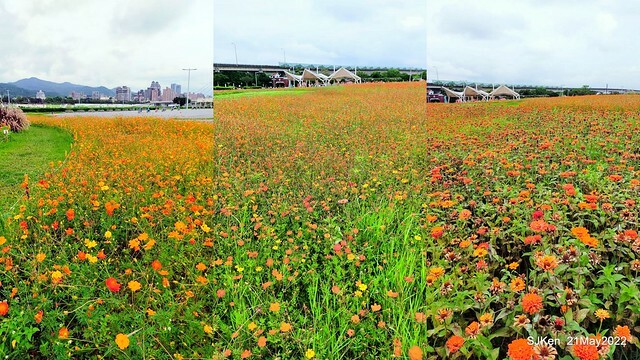 「大佳河濱公園花海」  (Cosmos, African Marigold, sunflower and Pennisetum alopecuroidesat Dajia Riverside Park), Taipei, Taiwan, May 21, 2022.
