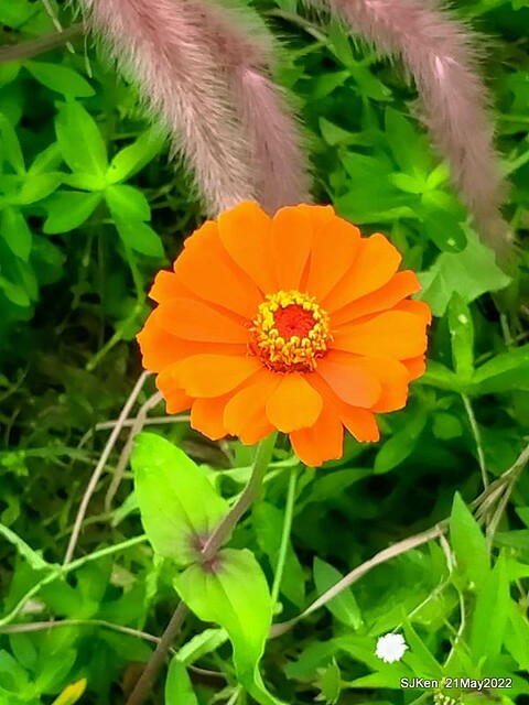 「大佳河濱公園花海」  (Cosmos, African Marigold, sunflower and Pennisetum alopecuroidesat Dajia Riverside Park), Taipei, Taiwan, May 21, 2022.