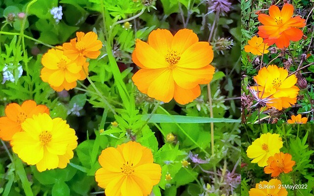 「大佳河濱公園花海」  (Cosmos, African Marigold, sunflower and Pennisetum alopecuroidesat Dajia Riverside Park), Taipei, Taiwan, May 21, 2022.