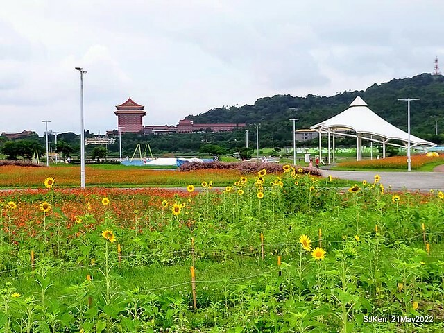 「大佳河濱公園花海」  (Cosmos, African Marigold, sunflower and Pennisetum alopecuroidesat Dajia Riverside Park), Taipei, Taiwan, May 21, 2022.