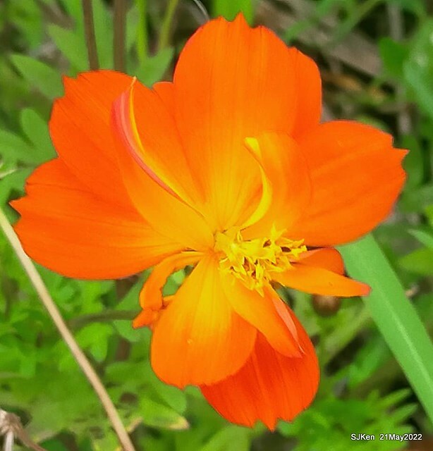 「大佳河濱公園花海」  (Cosmos, African Marigold, sunflower and Pennisetum alopecuroidesat Dajia Riverside Park), Taipei, Taiwan, May 21, 2022.