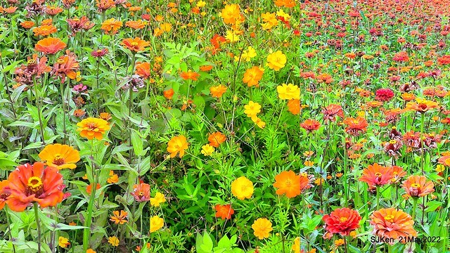 「大佳河濱公園花海」  (Cosmos, African Marigold, sunflower and Pennisetum alopecuroidesat Dajia Riverside Park), Taipei, Taiwan, May 21, 2022.