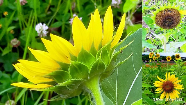 「大佳河濱公園花海」  (Cosmos, African Marigold, sunflower and Pennisetum alopecuroidesat Dajia Riverside Park), Taipei, Taiwan, May 21, 2022.