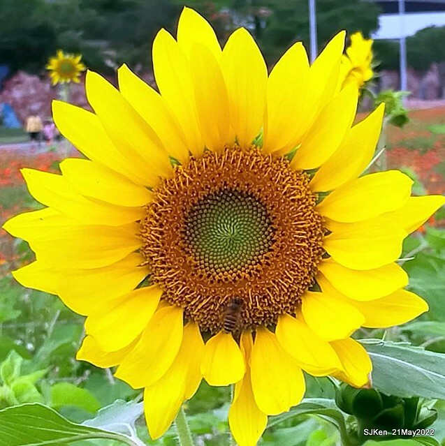 「大佳河濱公園花海」  (Cosmos, African Marigold, sunflower and Pennisetum alopecuroidesat Dajia Riverside Park), Taipei, Taiwan, May 21, 2022.