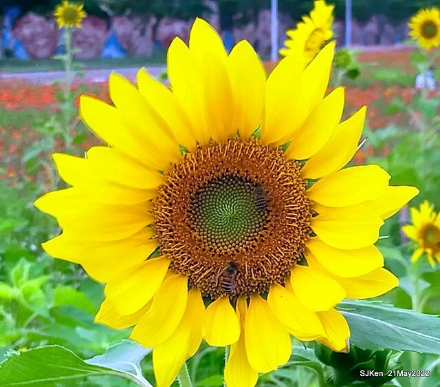 「大佳河濱公園花海」  (Cosmos, African Marigold, sunflower and Pennisetum alopecuroidesat Dajia Riverside Park), Taipei, Taiwan, May 21, 2022.