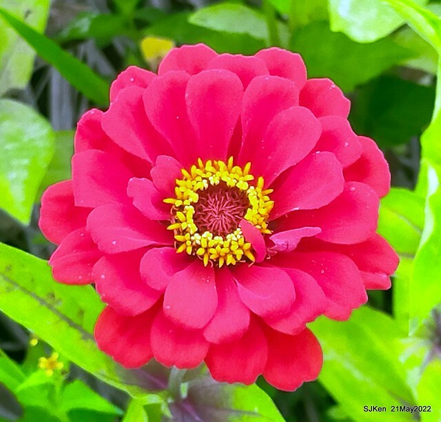 「大佳河濱公園花海」  (Cosmos, African Marigold, sunflower and Pennisetum alopecuroidesat Dajia Riverside Park), Taipei, Taiwan, May 21, 2022.