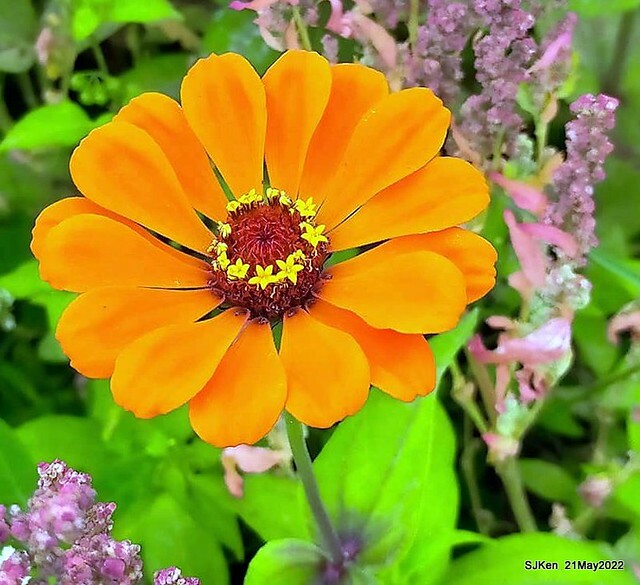 「大佳河濱公園花海」  (Cosmos, African Marigold, sunflower and Pennisetum alopecuroidesat Dajia Riverside Park), Taipei, Taiwan, May 21, 2022.