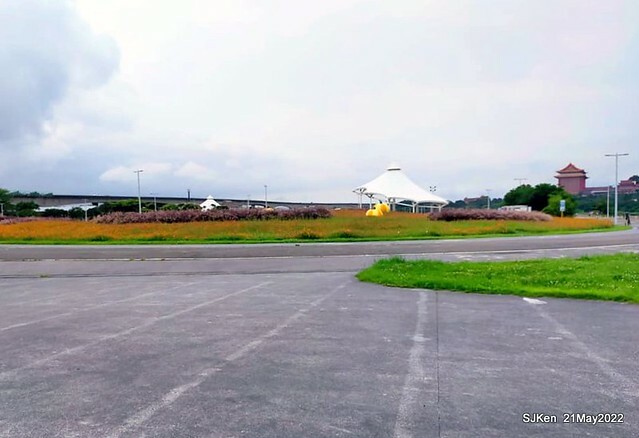「大佳河濱公園花海」  (Cosmos, African Marigold, sunflower and Pennisetum alopecuroidesat Dajia Riverside Park), Taipei, Taiwan, May 21, 2022.