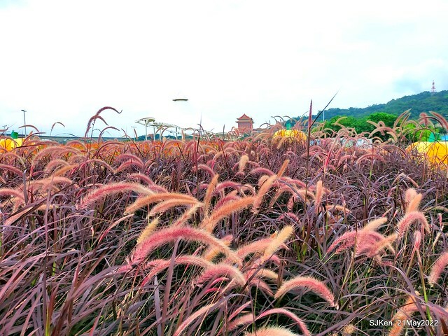 「大佳河濱公園花海」  (Cosmos, African Marigold, sunflower and Pennisetum alopecuroidesat Dajia Riverside Park), Taipei, Taiwan, May 21, 2022.