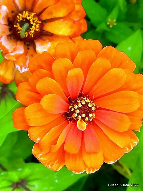 「大佳河濱公園花海」  (Cosmos, African Marigold, sunflower and Pennisetum alopecuroidesat Dajia Riverside Park), Taipei, Taiwan, May 21, 2022.