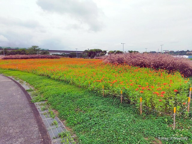 「大佳河濱公園花海」  (Cosmos, African Marigold, sunflower and Pennisetum alopecuroidesat Dajia Riverside Park), Taipei, Taiwan, May 21, 2022.