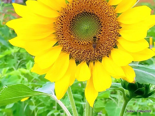 「大佳河濱公園花海」  (Cosmos, African Marigold, sunflower and Pennisetum alopecuroidesat Dajia Riverside Park), Taipei, Taiwan, May 21, 2022.