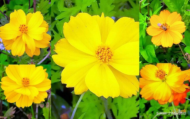 「大佳河濱公園花海」  (Cosmos, African Marigold, sunflower and Pennisetum alopecuroidesat Dajia Riverside Park), Taipei, Taiwan, May 21, 2022.