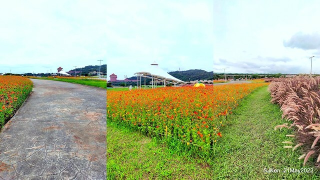 「大佳河濱公園花海」  (Cosmos, African Marigold, sunflower and Pennisetum alopecuroidesat Dajia Riverside Park), Taipei, Taiwan, May 21, 2022.