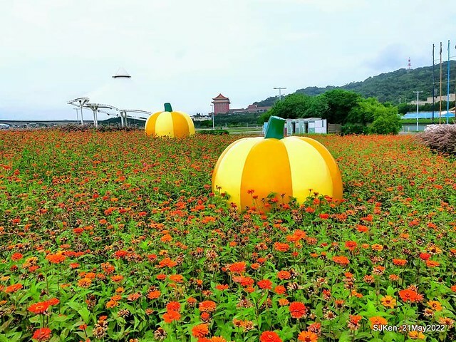 「大佳河濱公園花海」  (Cosmos, African Marigold, sunflower and Pennisetum alopecuroidesat Dajia Riverside Park), Taipei, Taiwan, May 21, 2022.