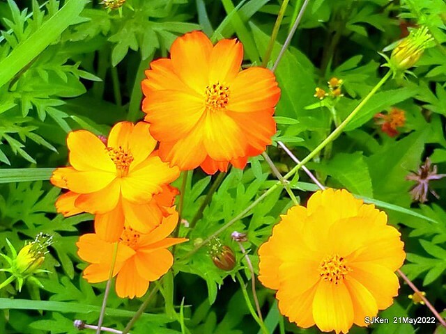 「大佳河濱公園花海」  (Cosmos, African Marigold, sunflower and Pennisetum alopecuroidesat Dajia Riverside Park), Taipei, Taiwan, May 21, 2022.