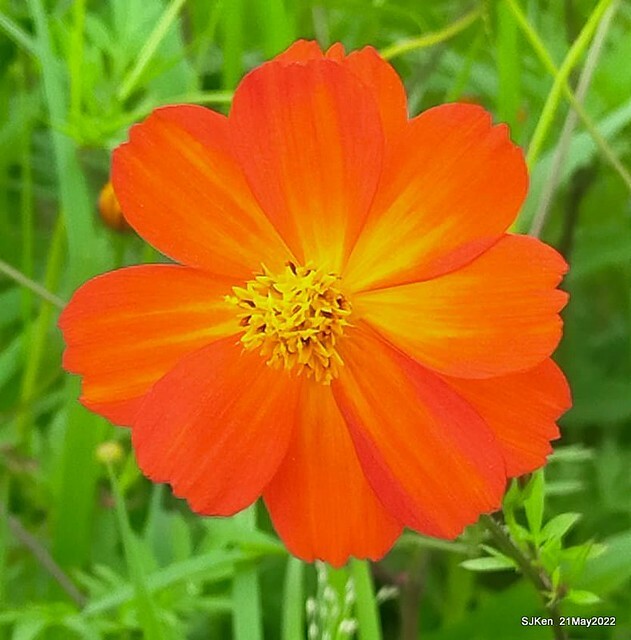 「大佳河濱公園花海」  (Cosmos, African Marigold, sunflower and Pennisetum alopecuroidesat Dajia Riverside Park), Taipei, Taiwan, May 21, 2022.