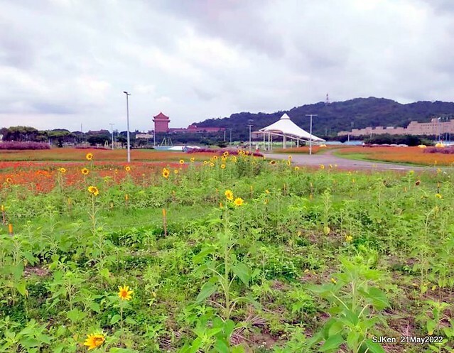 「大佳河濱公園花海」  (Cosmos, African Marigold, sunflower and Pennisetum alopecuroidesat Dajia Riverside Park), Taipei, Taiwan, May 21, 2022.