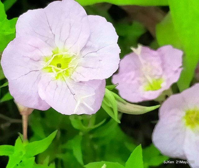 「大佳河濱公園花海」  (Cosmos, African Marigold, sunflower and Pennisetum alopecuroidesat Dajia Riverside Park), Taipei, Taiwan, May 21, 2022.