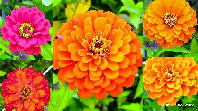 「大佳河濱公園花海」  (Cosmos, African Marigold, sunflower and Pennisetum alopecuroidesat Dajia Riverside Park), Taipei, Taiwan, May 21, 2022.