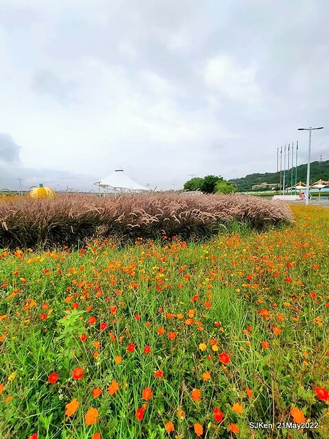 「大佳河濱公園花海」  (Cosmos, African Marigold, sunflower and Pennisetum alopecuroidesat Dajia Riverside Park), Taipei, Taiwan, May 21, 2022.