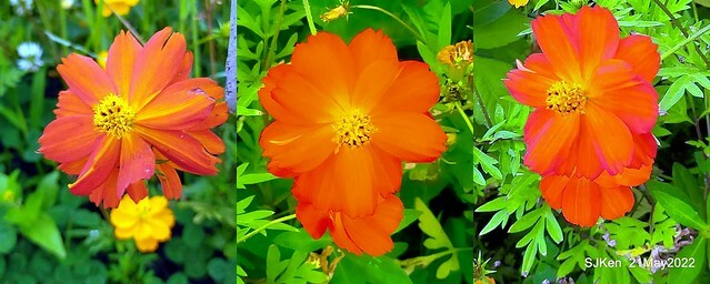 「大佳河濱公園花海」  (Cosmos, African Marigold, sunflower and Pennisetum alopecuroidesat Dajia Riverside Park), Taipei, Taiwan, May 21, 2022.