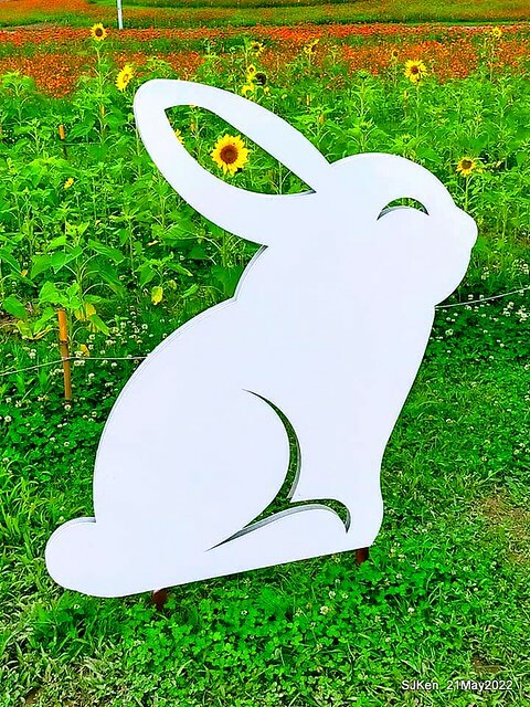 「大佳河濱公園花海」  (Cosmos, African Marigold, sunflower and Pennisetum alopecuroidesat Dajia Riverside Park), Taipei, Taiwan, May 21, 2022.