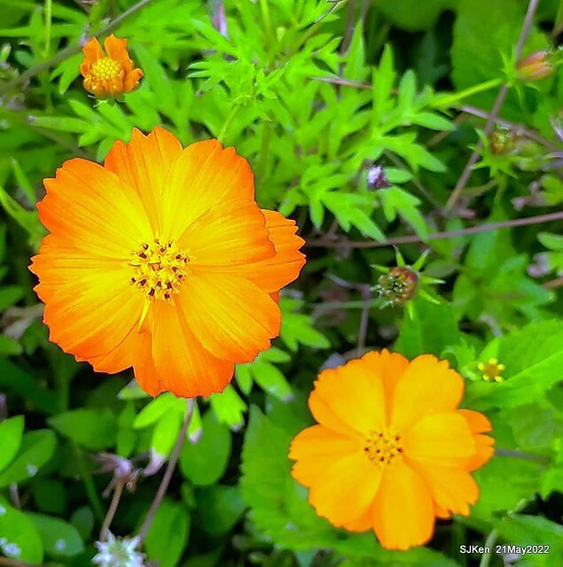 「大佳河濱公園花海」  (Cosmos, African Marigold, sunflower and Pennisetum alopecuroidesat Dajia Riverside Park), Taipei, Taiwan, May 21, 2022.
