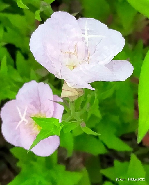 「大佳河濱公園花海」  (Cosmos, African Marigold, sunflower and Pennisetum alopecuroidesat Dajia Riverside Park), Taipei, Taiwan, May 21, 2022.