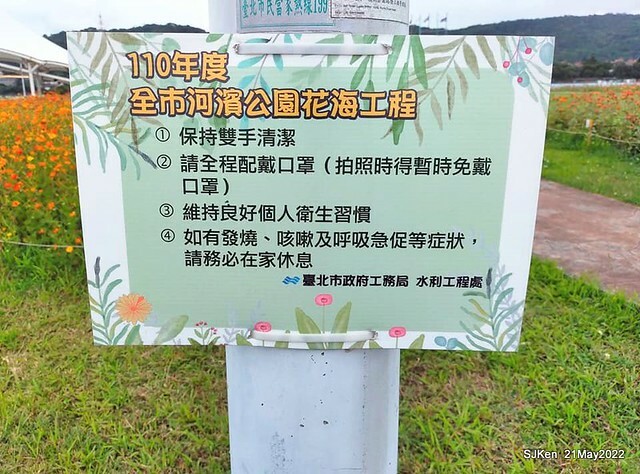 「大佳河濱公園花海」  (Cosmos, African Marigold, sunflower and Pennisetum alopecuroidesat Dajia Riverside Park), Taipei, Taiwan, May 21, 2022.
