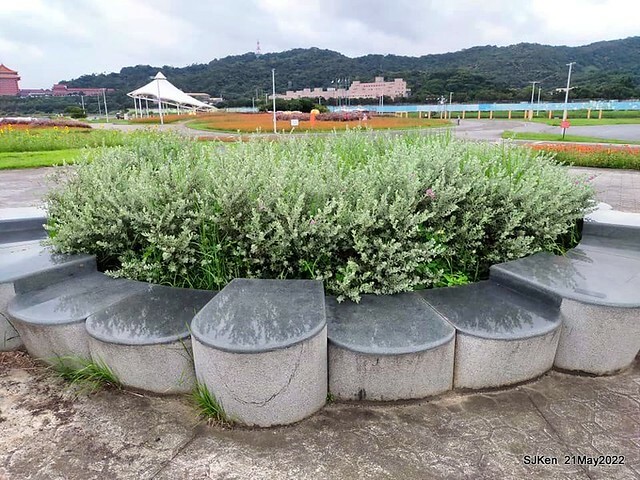 「大佳河濱公園花海」  (Cosmos, African Marigold, sunflower and Pennisetum alopecuroidesat Dajia Riverside Park), Taipei, Taiwan, May 21, 2022.