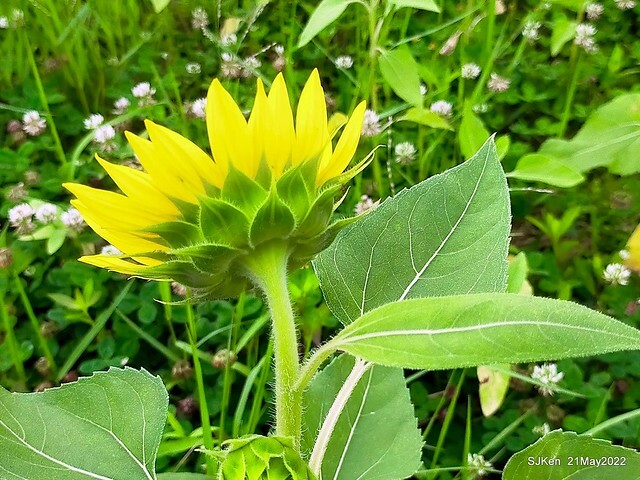 「大佳河濱公園花海」  (Cosmos, African Marigold, sunflower and Pennisetum alopecuroidesat Dajia Riverside Park), Taipei, Taiwan, May 21, 2022.