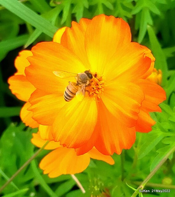 「大佳河濱公園花海」  (Cosmos, African Marigold, sunflower and Pennisetum alopecuroidesat Dajia Riverside Park), Taipei, Taiwan, May 21, 2022.