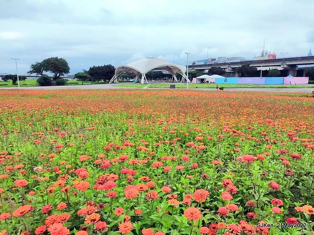 「大佳河濱公園花海」  (Cosmos, African Marigold, sunflower and Pennisetum alopecuroidesat Dajia Riverside Park), Taipei, Taiwan, May 21, 2022.