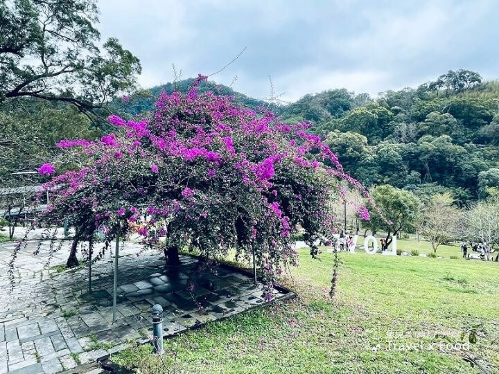 小森之歌|綠草如茵,步道完善,浪漫如同冬季戀歌場景,供應餐點與森林野餐,親子寵物友善適合闔家出遊 @魚兒 x 牽手明太子的「視」界旅行
