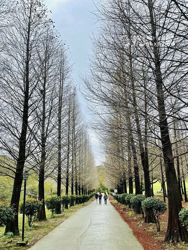 小森之歌|綠草如茵,步道完善,浪漫如同冬季戀歌場景,供應餐點與森林野餐,親子寵物友善適合闔家出遊 @魚兒 x 牽手明太子的「視」界旅行