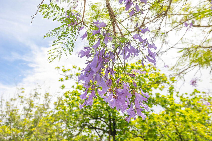 中興新村美食三寶-中興新村一日遊懶人包