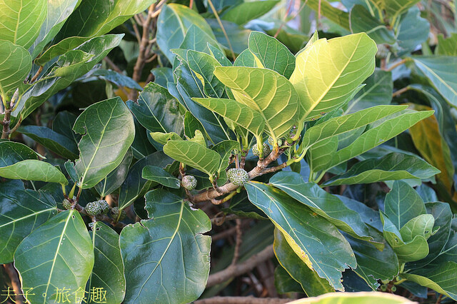 IMG_4468 稜果榕.jpg - 綠島燈塔 20220329