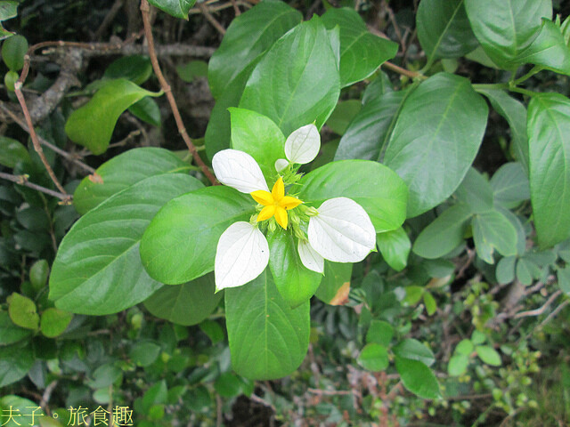 IMG_7436 玉葉金花.jpg - 綠島 觀音洞 海參坪 202203228