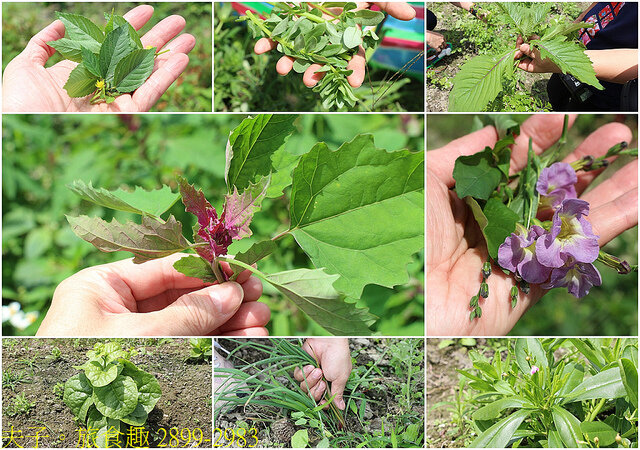 2899-2983.jpg - 櫻之田野 20220410