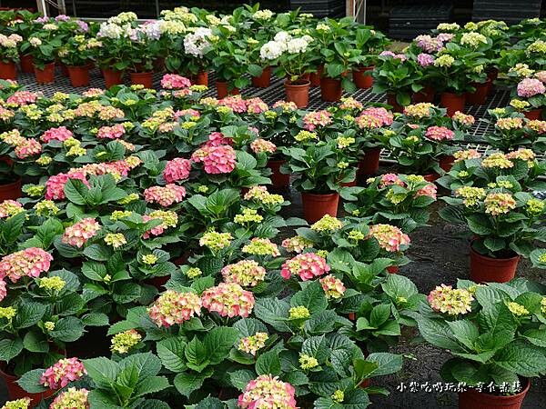 繡球花-中興花卉農場 (19).jpg