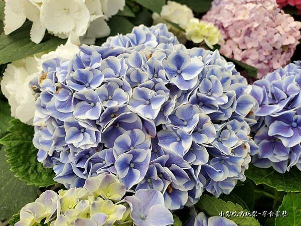 繡球花-中興花卉農場 (11).jpg