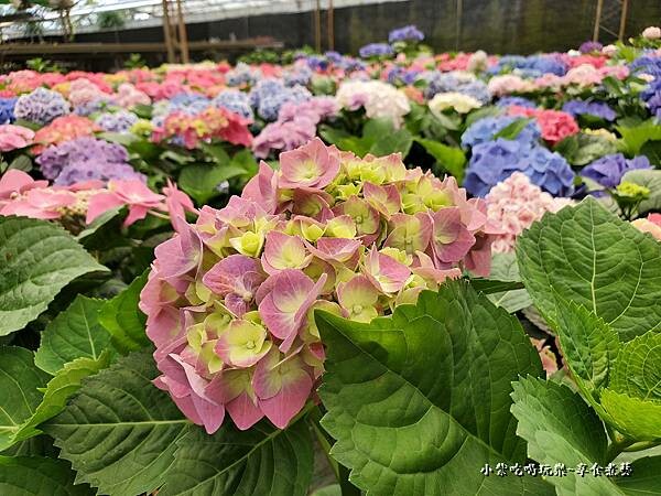 繡球花-中興花卉農場 (5).jpg