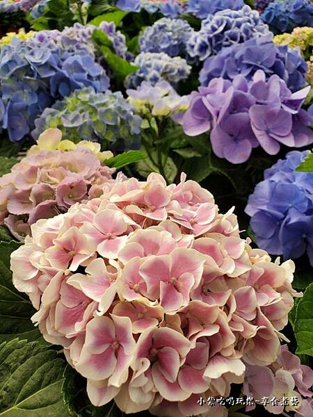繡球花-中興花卉農場 (4).jpg