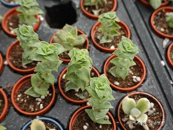 桃園北橫-中興花卉農場 (9).jpg