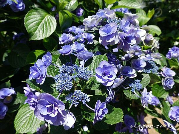 北橫-陽光休閒農莊 (34).jpg