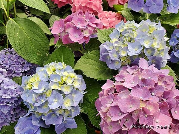 繡球花-中興花卉農場 (6).jpg